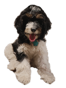 Libby PFP (no background) Libby PFP (no background)